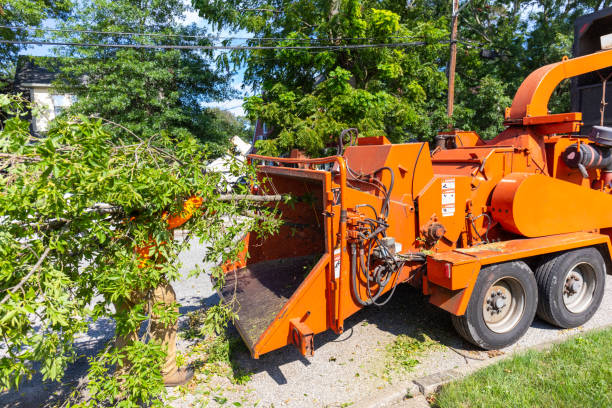 Tree Health Inspection in Murrysville, PA